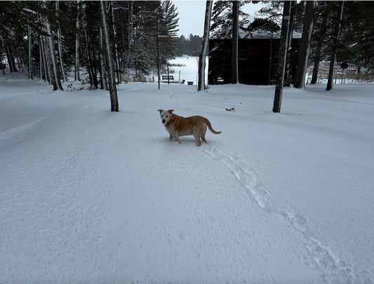 Playing In The Snow